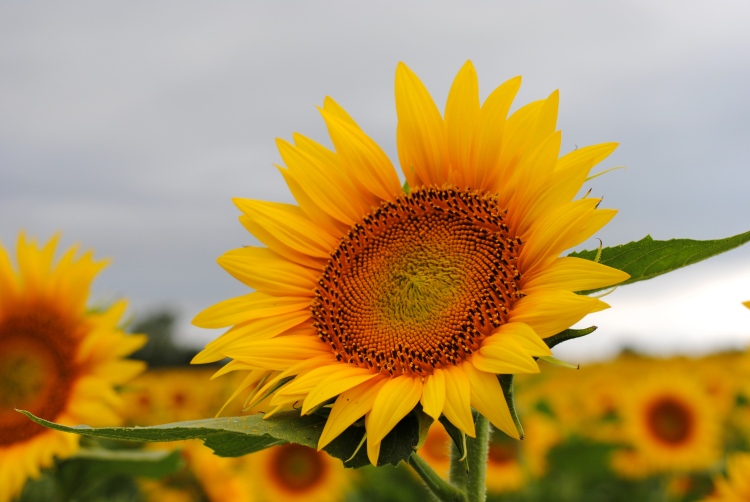 Sunflowers 2014 016