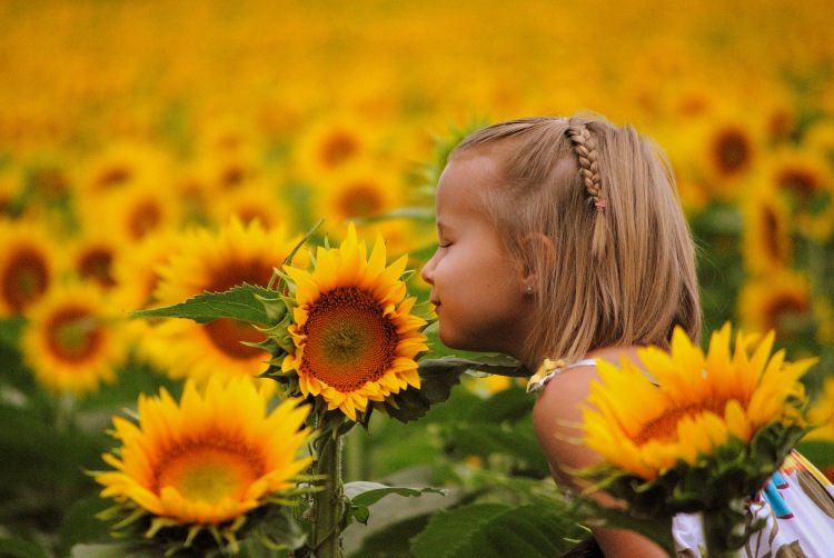 Sunflowers 2014 057