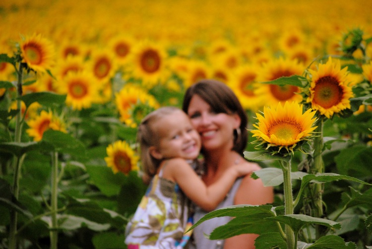 Sunflowers 2014 067