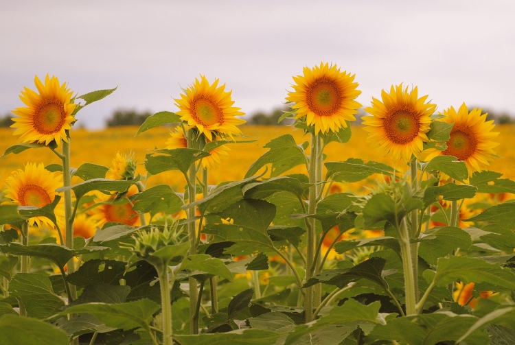 Sunflowers 2014 082